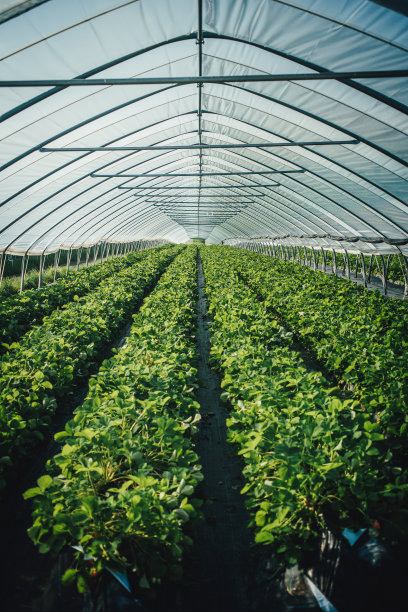 草莓温室图片下载