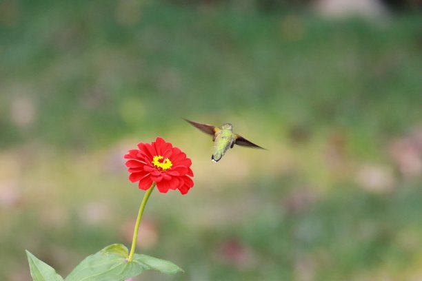 蜂鸟离开红色百日草图片下载
