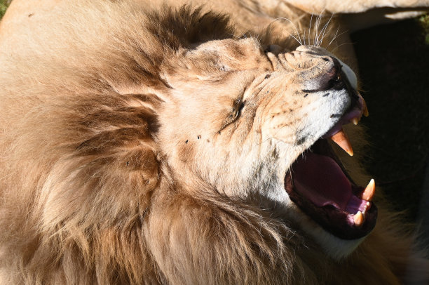 产于南非的雄狮图片下载