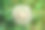 美丽的野生生长蒲公英的花籽背景草地图片下载