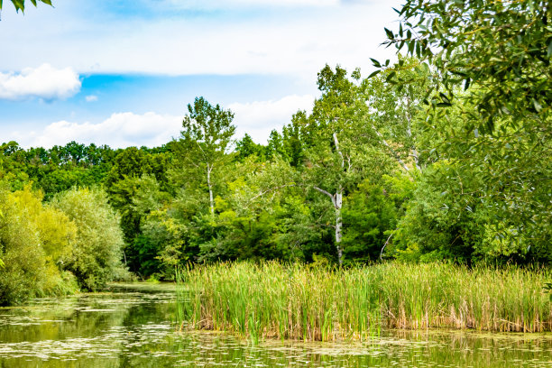 美丽的草沼泽芦苇生长在岸边水库在农村图片下载
