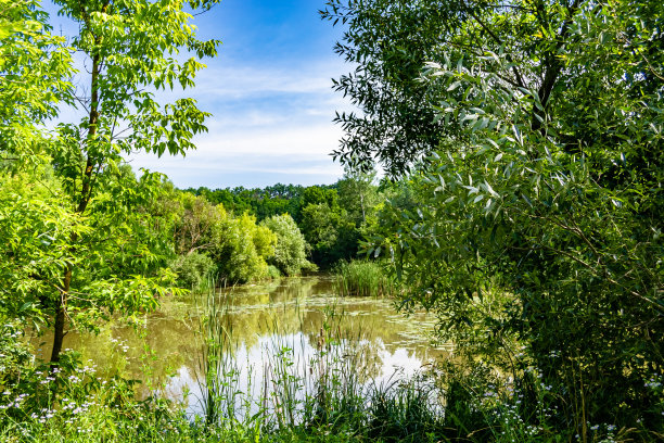美丽的草沼泽芦苇生长在岸边水库在农村图片下载