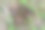 以新鲜牛粪为主题的摄影图片下载