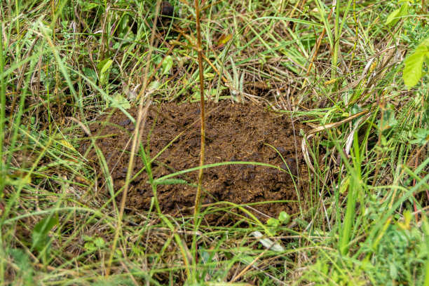 以新鲜牛粪为主题的摄影图片下载