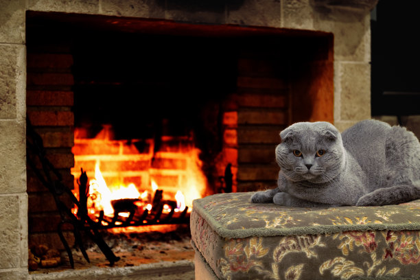 壁炉边有只垂耳猫图片下载