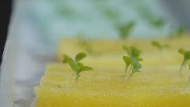 水培法生菜苗图片下载