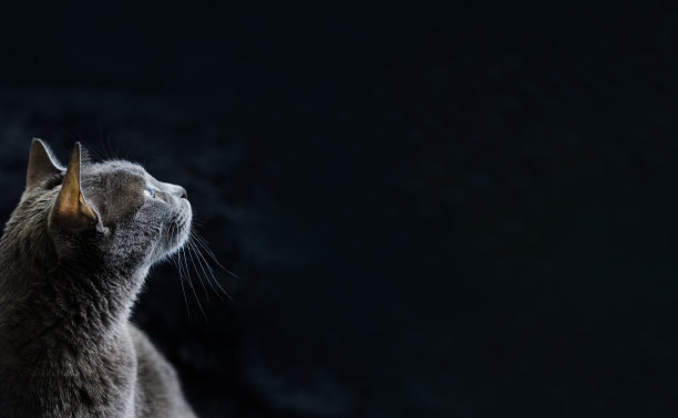 灰色的猫被灯光照亮，黑暗的背景和全景。照明猫的侧面。图片下载