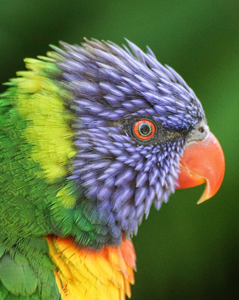 户外彩虹鹦鹉的特写图片下载