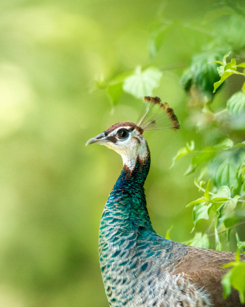 雌孔雀的侧面透过模糊的绿色背景的树叶窥视图片下载
