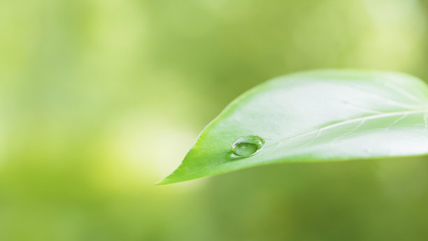 3 d演示。水滴在树叶上。抽象的春天，夏天的背景图像。(景观)图片下载