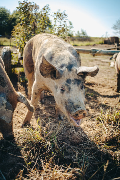 免费养猪图片下载