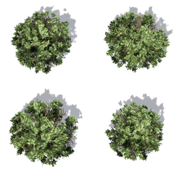 美国黄杨木与阴影在地板上孤立的白色背景-不同的顶视图图片下载