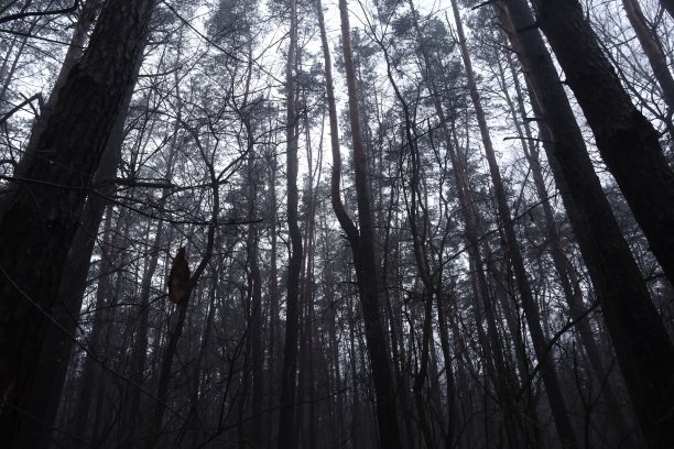 夜幕下的森林，冬日的风景图片下载