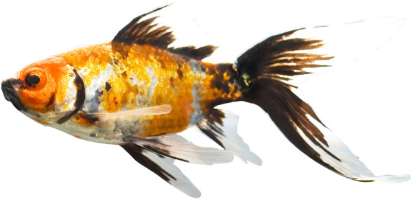 明亮的观赏鱼在游泳图片下载