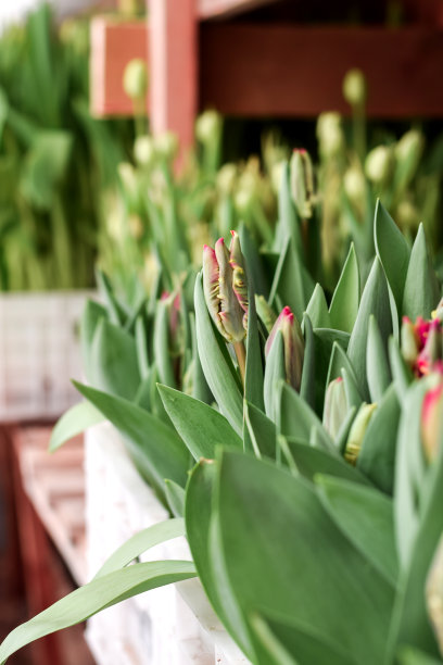 温室里的郁金香幼苗。小生意。春天的概念,园艺。妇女和母亲节。图片下载