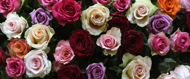 Flowers wall background with amazing red, orange, pink, yellow and purple roses. flower pattern backgrounds. hand made decoration. Mixed colorful flowers background. Vibrant colors of roses mixed. Valentine´s or Mother´s day backgrounds.图片下载