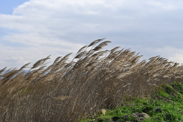 大风天的芦苇图片下载