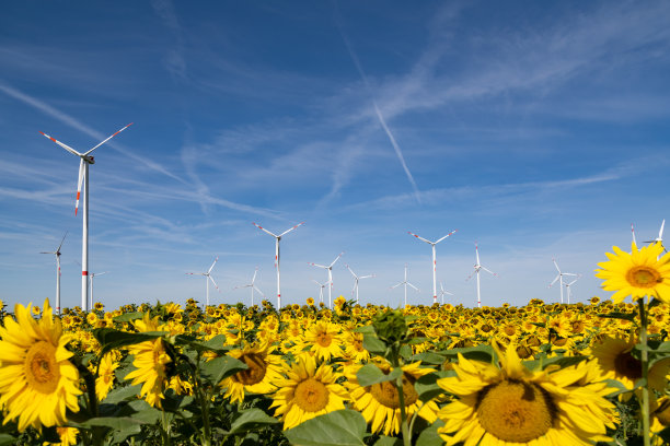 向日葵地里的风力发电机图片下载