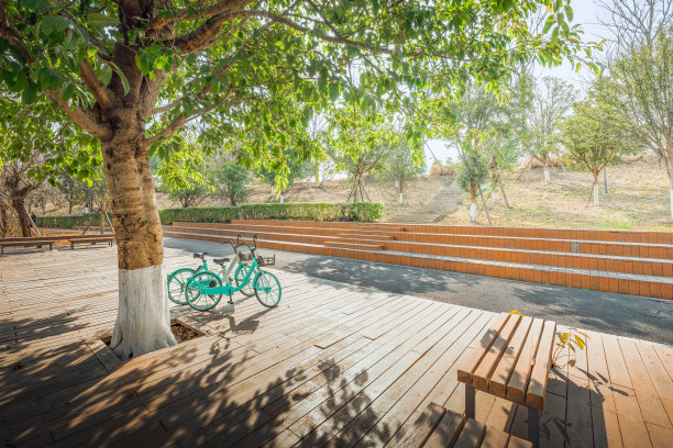 阳光下的树图片下载