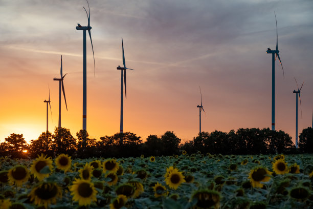 日落时分，向日葵地里的风力涡轮机图片下载