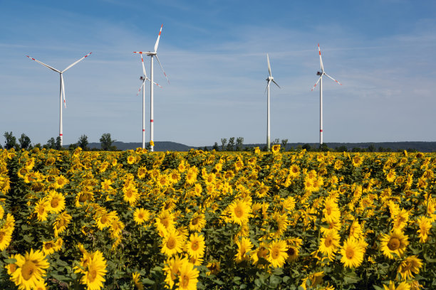 向日葵地里的风力发电机图片下载