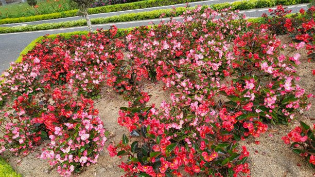 粉红色的花图片下载