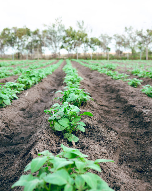 农业农场、植物生长可持续性和用于碳捕获或生态农业的领域。生态友好型农业，种植和蔬菜在农村清洁能源或可持续的食物图片下载