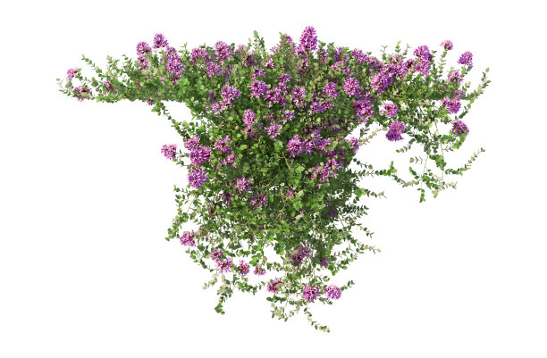 三维渲染常春藤的白色背景图片下载