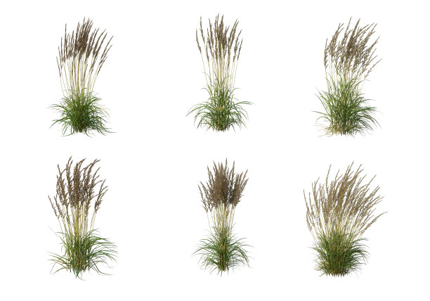 白色背景上的草花3d渲染图片下载