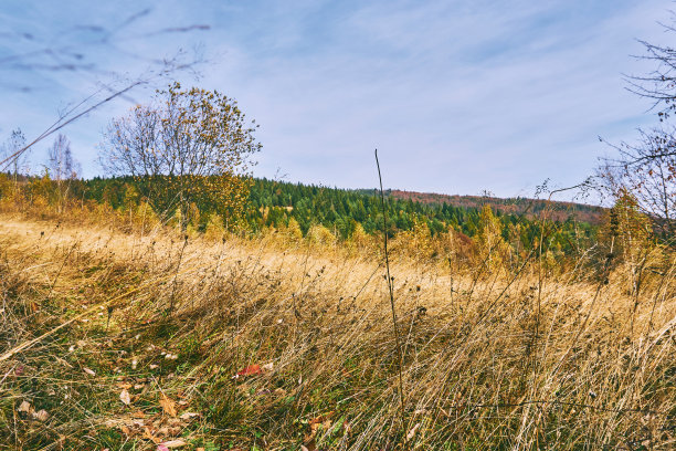 秋天的时光，金黄的色彩。田野小路通向秋天的森林图片下载