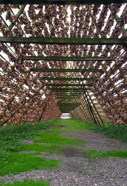在罗弗敦钓鱼图片下载