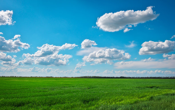 绿色的田野和美丽的蓝色多云的天空与轻云。农业景观。宽的照片。图片下载