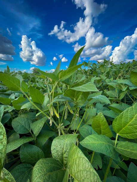 黄豆田在阳光明媚的日子里，农业风光无限图片下载