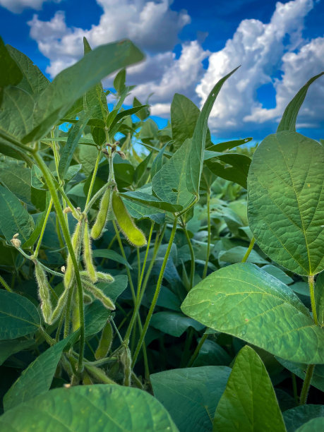 黄豆田在阳光明媚的日子里，农业风光无限图片下载