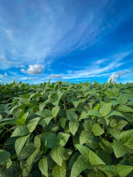 黄豆田在阳光明媚的日子里，农业风光无限图片下载