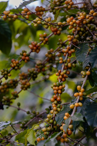 在农场的分枝树上成熟的阿拉比卡咖啡豆。绿色的罗布斯塔和阿拉比卡咖啡浆果由农学家手，工人收获阿拉比卡咖啡浆果上的分支，农业概念。图片下载