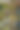 在农场的分枝树上成熟的阿拉比卡咖啡豆。绿色的罗布斯塔和阿拉比卡咖啡浆果由农学家手，工人收获阿拉比卡咖啡浆果上的分支，农业概念。图片下载