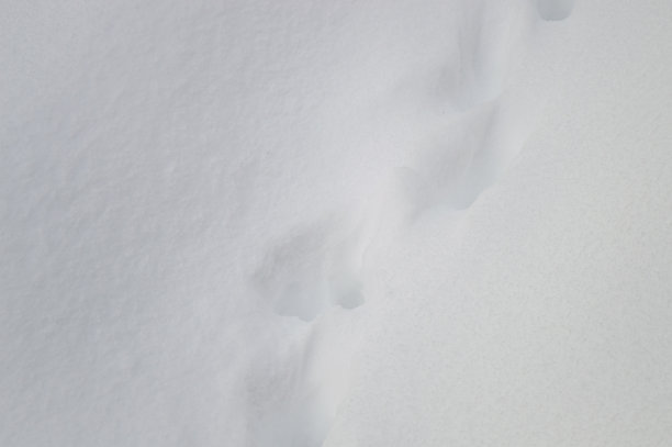 白上加白。冬天雪地里的脚印图片下载