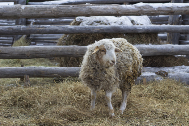 冬天在农田里吃草的羊群，一边吃干草一边好奇地看着镜头。有趣的毛茸茸的羊毛牲畜组的动物在村庄图片下载