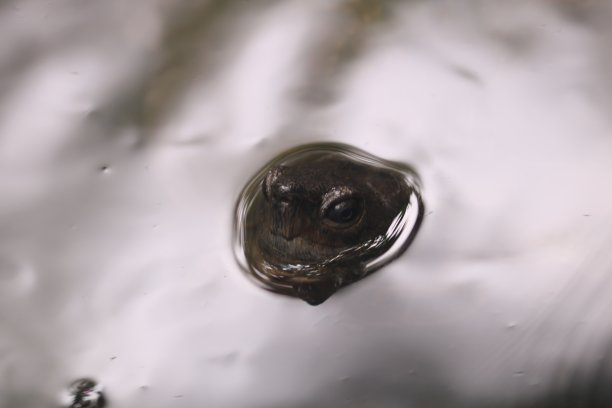 野生独龟图片下载