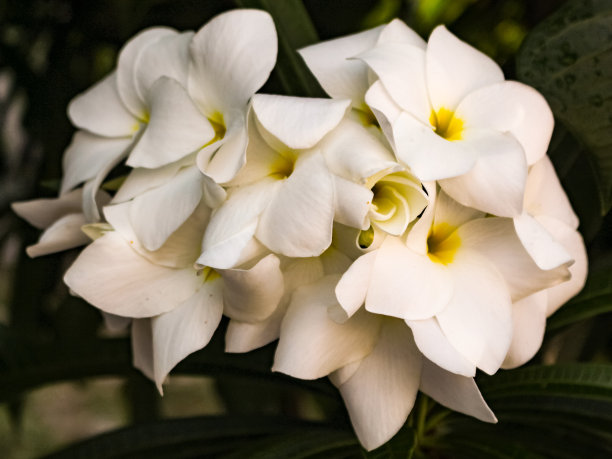 白色加勒比茉莉花图片下载