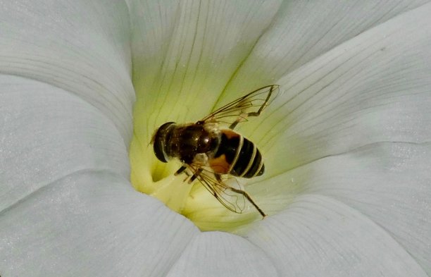 盘旋飞(食蚜蝇，花蝇) 一朵优雅的野生白花图片下载