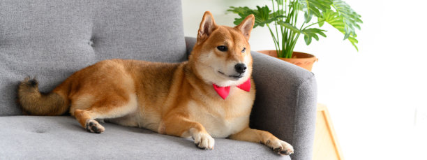 日本柴犬系红色领结，躺在客厅沙发上。宠物情人概念。带有复制空间的动物肖像图片下载