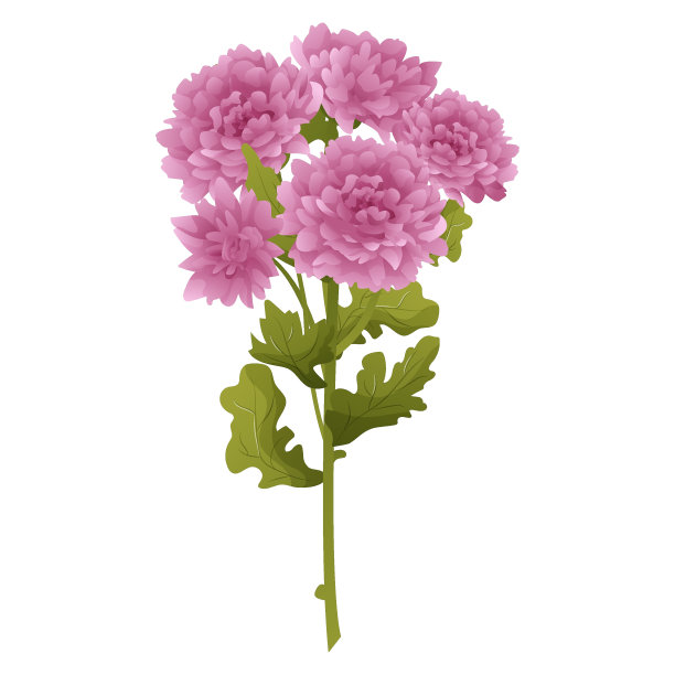 卡通风格的菊花枝。明信片、海报、请柬的插图图片下载