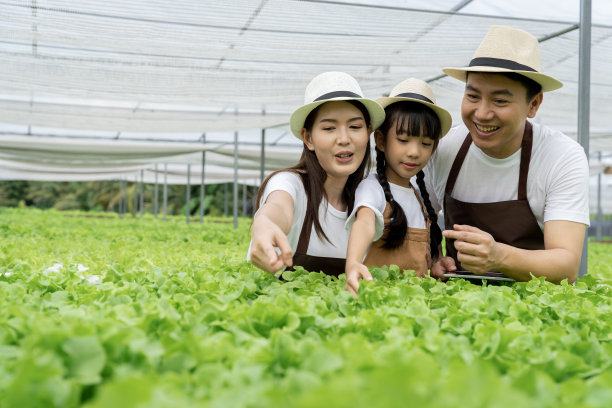 亚洲家庭的父亲，母亲和女儿采摘蔬菜。愉快地参观自己的水培菜园。图片下载