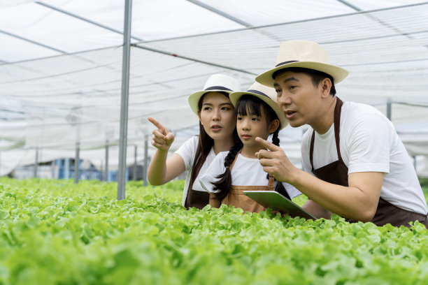 亚洲家庭的父亲，母亲和女儿采摘蔬菜。愉快地参观自己的水培菜园。图片下载