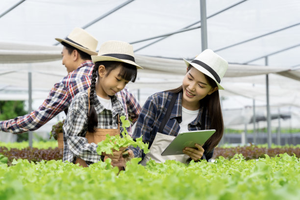 亚洲家庭的父亲，母亲和女儿采摘蔬菜。愉快地参观自己的水培菜园。图片下载