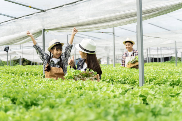 亚洲家庭的父亲，母亲和女儿采摘蔬菜。愉快地参观自己的水培菜园。图片下载