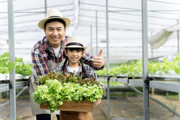 亚洲家庭的父亲，母亲和女儿采摘蔬菜。愉快地参观自己的水培菜园。图片下载