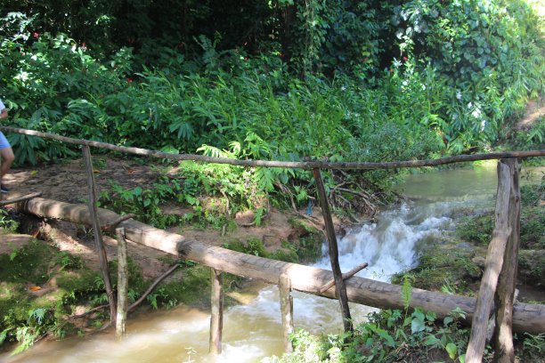 古巴 - 科兰特斯托佩斯 - 瓜纳亚拉公园 （ 热带森林 ）图片下载